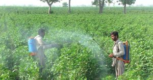 cotton-pesticides
